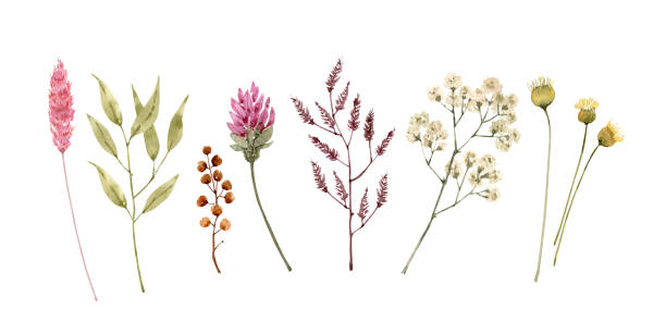 ilustrações, clipart, desenhos animados e ícones de conjunto botânico de flores e plantas. desenho de aquarela, pintado à mão em fundo branco. - wildflower