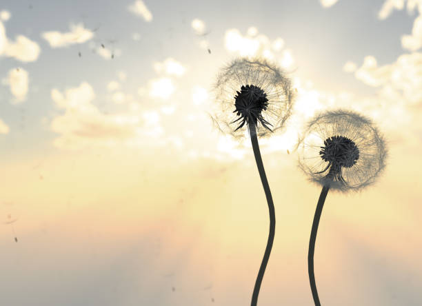 istock Dandelions In the Sunrise 1371306286