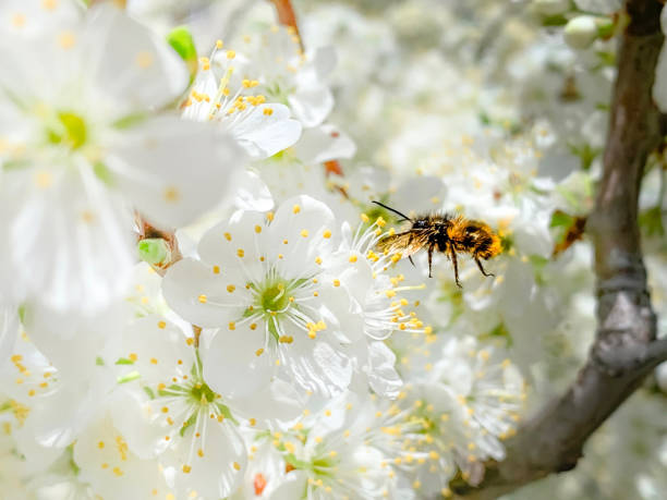 Flying bee near apricot blossom flowers