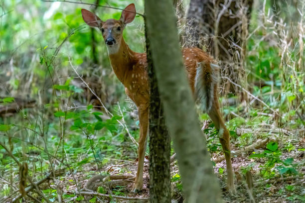 istock A white tailed deer (Odocoileus virginianus) fawn in a forest 1371307973