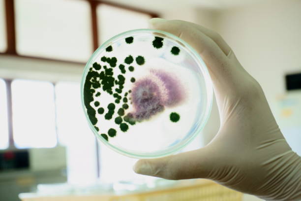 istock Airborne mold (fungi) trapped on petri-dish 1371308378