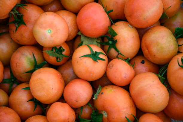 Fresh tomatoes from the organic orchard. Health food. The concept of health.