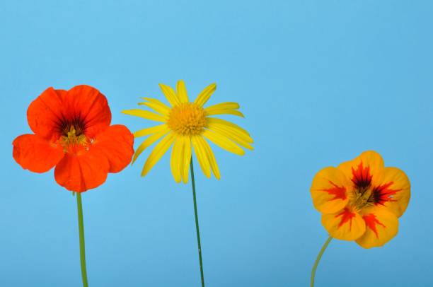 istock savannah daisies and nasturtiums on a blue background 1371309546