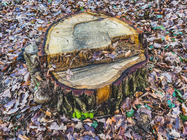 A sawn-off tree stump with beautiful fibers.