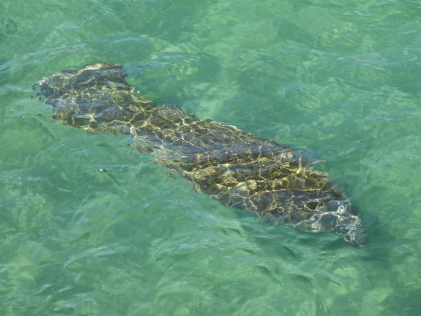 istock Manatee (Trichechus) - swimming in a Florida lagoon 1371310842