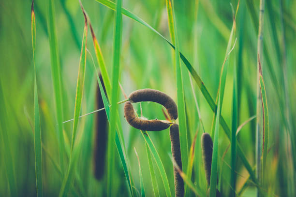 cattail reeds two in one.