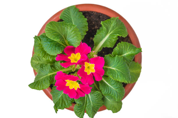 Purple primula in flowerpot top view isolated on the white background