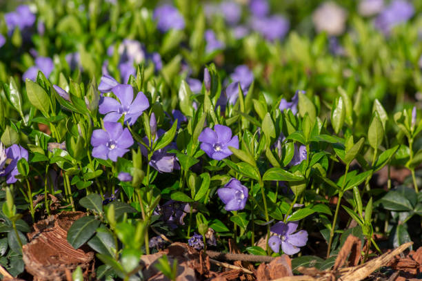 vinca minor weniger periwinkle zierliche blumen in blüte, gemeinsame periwinkle blühende pflanze, kriechende blumen - periwinkle stock-fotos und bilder