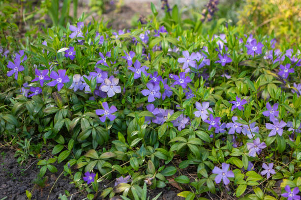 vinca minor weniger periwinkle zierliche blumen in blüte, gemeinsame periwinkle blühende pflanze, kriechende blumen - periwinkle stock-fotos und bilder