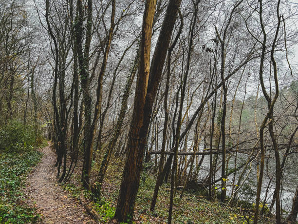 istock A path through a forest next to a lake in rainy weather in winter. 1371313695