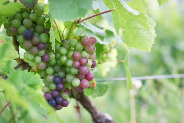 istock A red grapevine going to ripe on its branch 1371314067