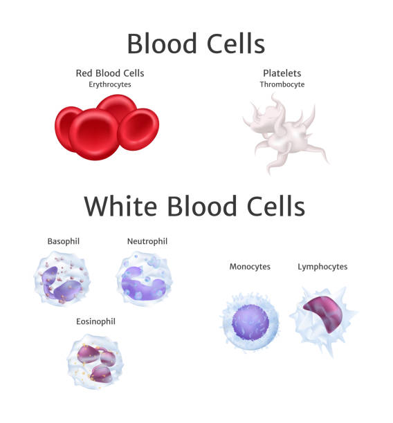 hemoglobin and white blood cells lymphocytes in blood plasma vector Blood cells in bloodstream. Red hemoglobin and white blood cells lymphocytes basophil, neutrophil, eosinophil, monocytes, thrombocyte in blood plasma vector illustration blood plasma stock illustrations
