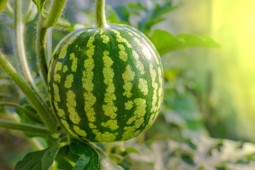 Growing watermelon in a greenhouse. A small striped watermelon fruit Matures in the garden