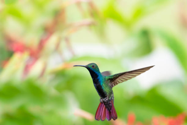 istock Colorful Black-throated Mango hummingbird frozen in flight with tail flared. 1371315982