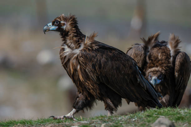 istock Cinereous Vulture 1371315989