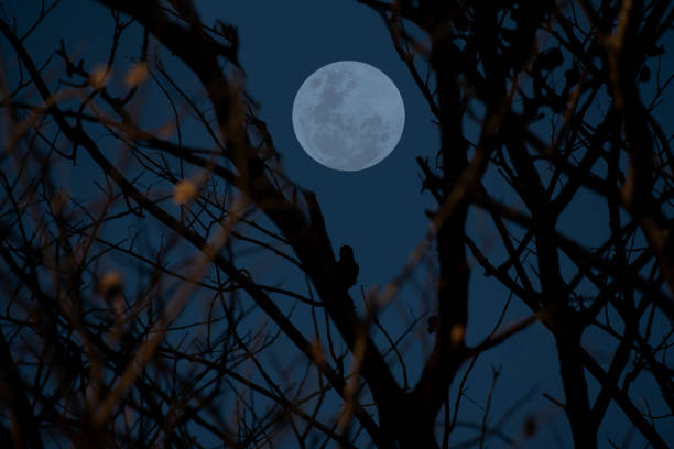 istock Full moon on the sky with tree branch silhouette. 1371316579