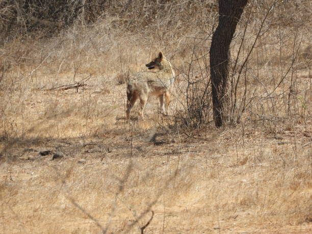 istock Wildlife at Gir 1371317150