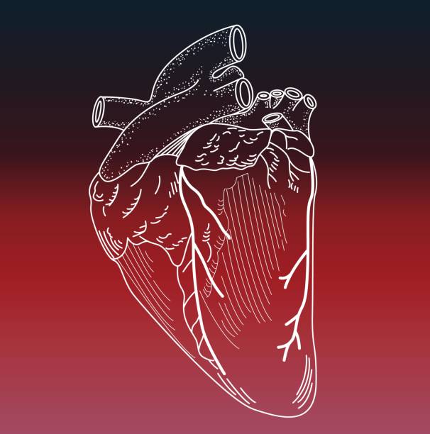 detailzeichnung eines tierherzens - anatomy blood animal vein human artery stock-grafiken, -clipart, -cartoons und -symbole