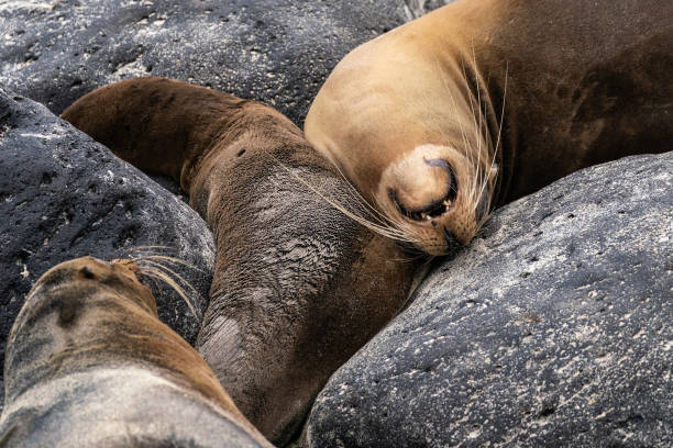 istock Galapagos sea lion (Zalophus wollebaeki), Galapagos 1371318766