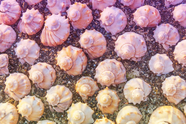 Seashells laid out neatly on the sand, background texture warm gradient toned.