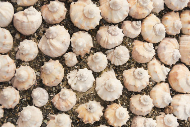 istock Seashells laid out neatly on the sand, background texture. 1371319728
