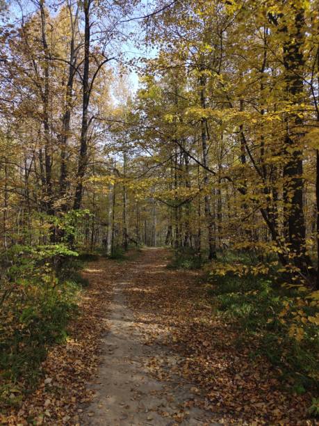 istock Autumn forest paths of Russia 3054. 1371319985