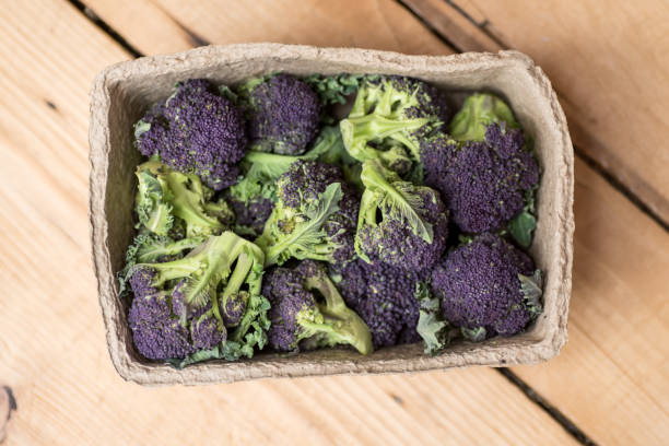 purple broccoli in garden