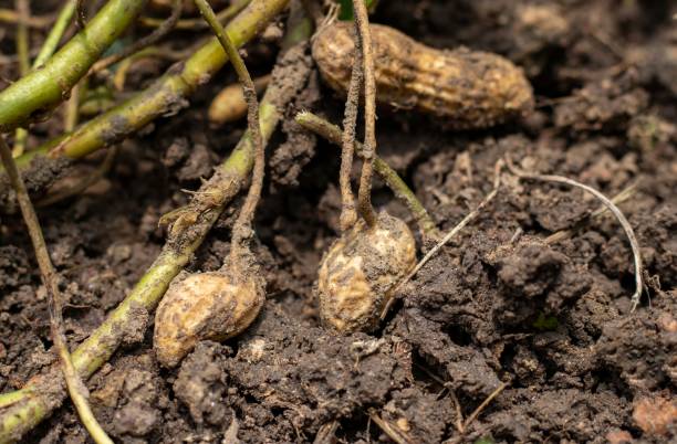 선택적 초점토양에서 땅콩 수확의 클로즈업 - peanut peanut crops plant root 뉴스 사진 이미지