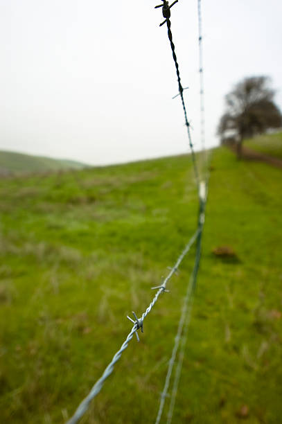 Barbed Wire stock photo