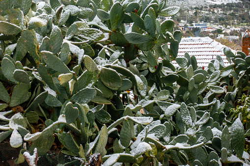 Prickly Pear Cactus in snow. In Bodrum, Turkey