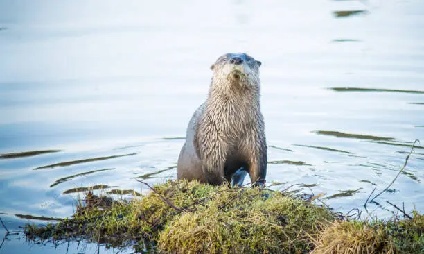 Photo of River Otter