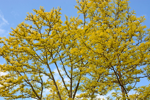 Honey locust (  Gleditsia triacanthos) tree top with new yellow color leafs in lush foliage composition.