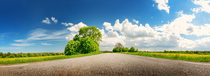 Panoramic view of the asphalt road with beautiful trees and with field of fresh green grass and dandelions. Beautiful background of the natural park in countryside.