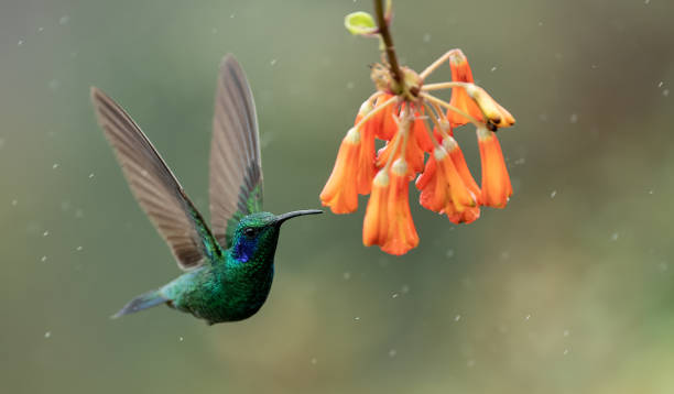 istock Hummingbird in Costa Rica 1371322776