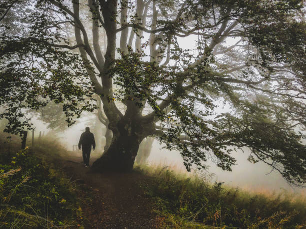 istock I walk under a big tree in the strong fog. 1371322814