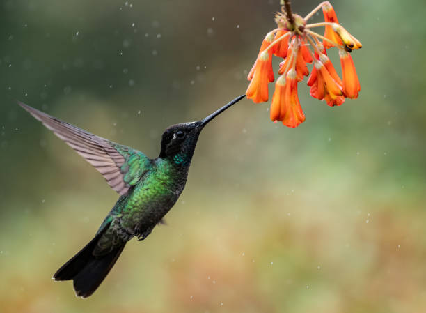 hummingbird in costa rica - throated imagens e fotografias de stock