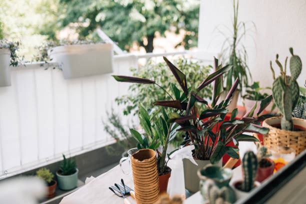 istock Gardening as a Hobby: Various Potted Plants on a Table on the Balcony 1371322956