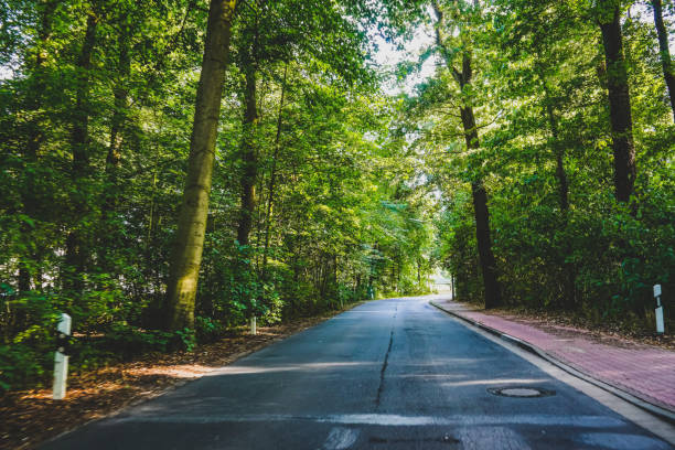A beautiful street in summer with green trees.