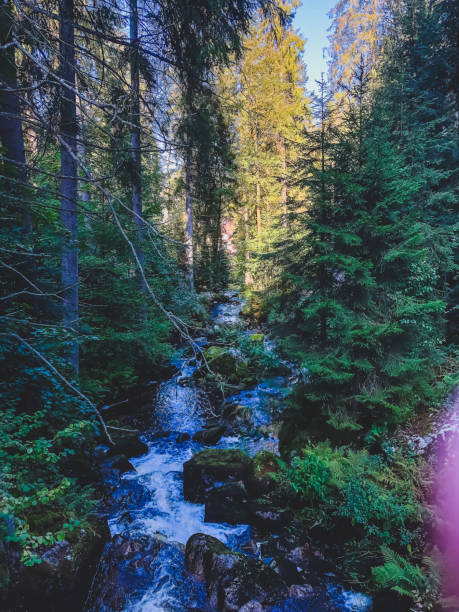 A small stony river in the Black Forest.