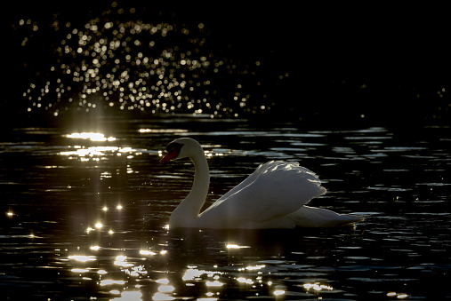 Mute swan (Cygnus olor) swimming in a lake with beautiful reflections.