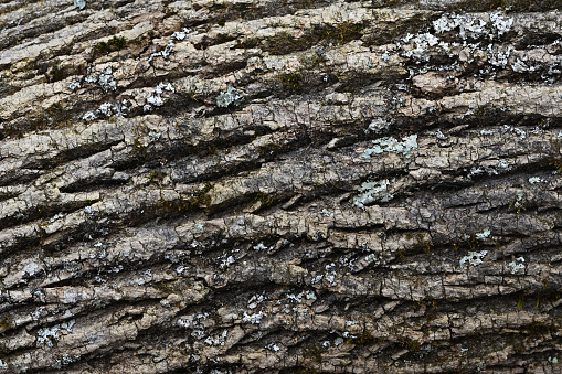 Bark of fallen white ash tree in the Connecticut woods, possibly a victim of the emerald ash borer, a highly destructive invasive beetle from Asia