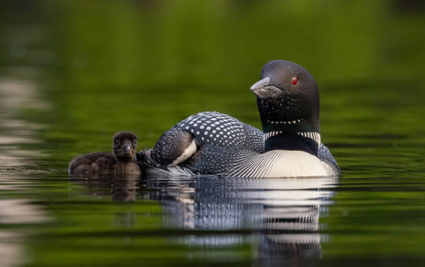 istock Common Loon in Maine 1371324079