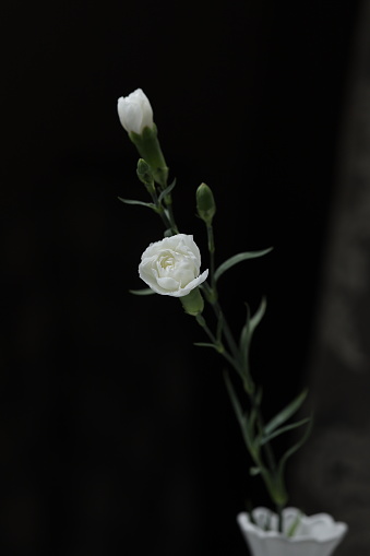 Two small white roses on a black background