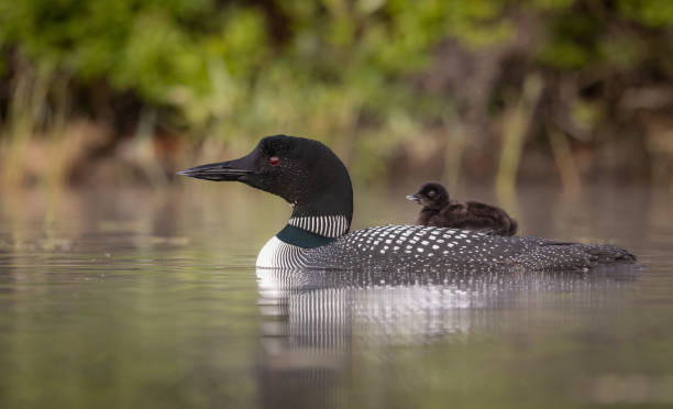 istock Common Loon in Maine 1371324370