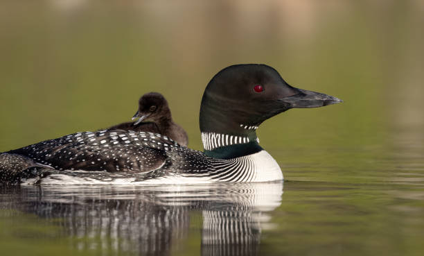 istock Common Loon in Maine 1371324387