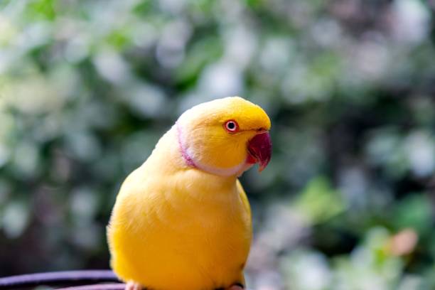 istock Yellow Indian ringneck parrot portrait 1371324890
