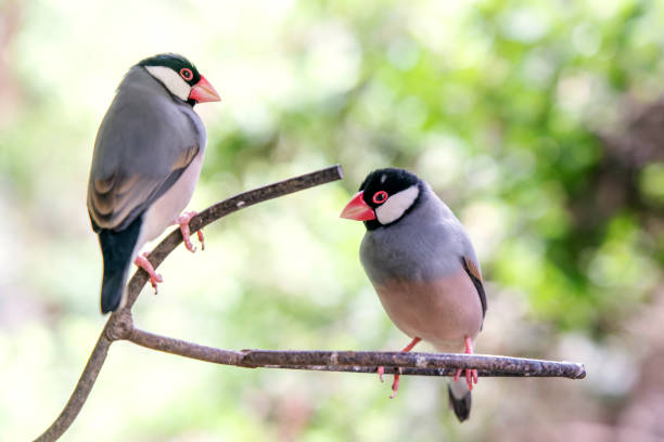 2つのジャワスズメまたはフィンチ鳥の肖像画 - finch ストックフォトと画像