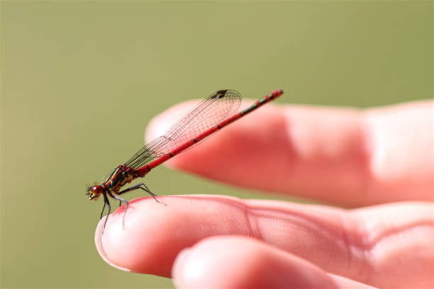 istock Dragonfly on childs hand close up 1371326568