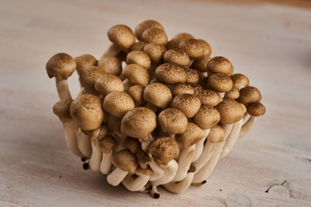 istock Brown shimeji mushrooms closeup 1371327451