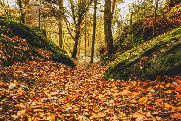 A forest with rocks in autumn in Germany also called \